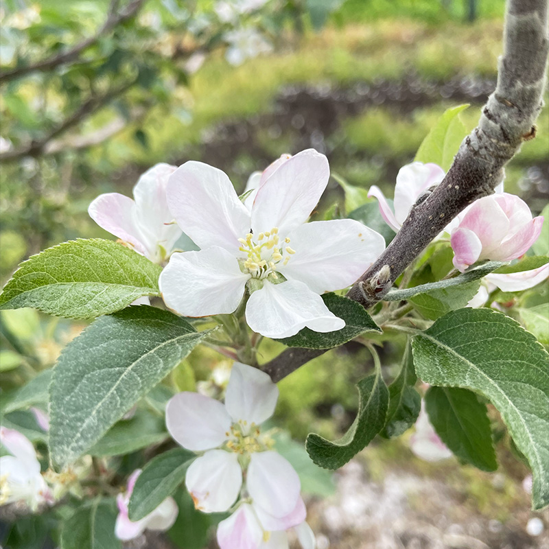 りんごの花